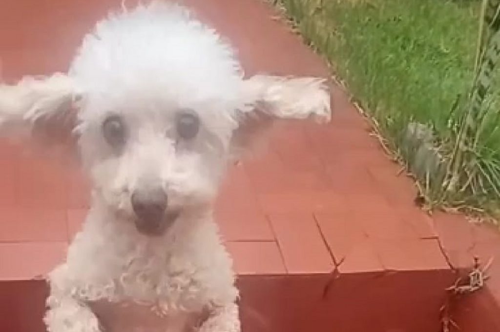Cachorrinho ‘Popo’ está desaparecido na região entre o Centro e o Bairro Country