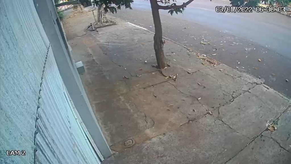 Câmera flagra árvore caindo na Rua Fortaleza