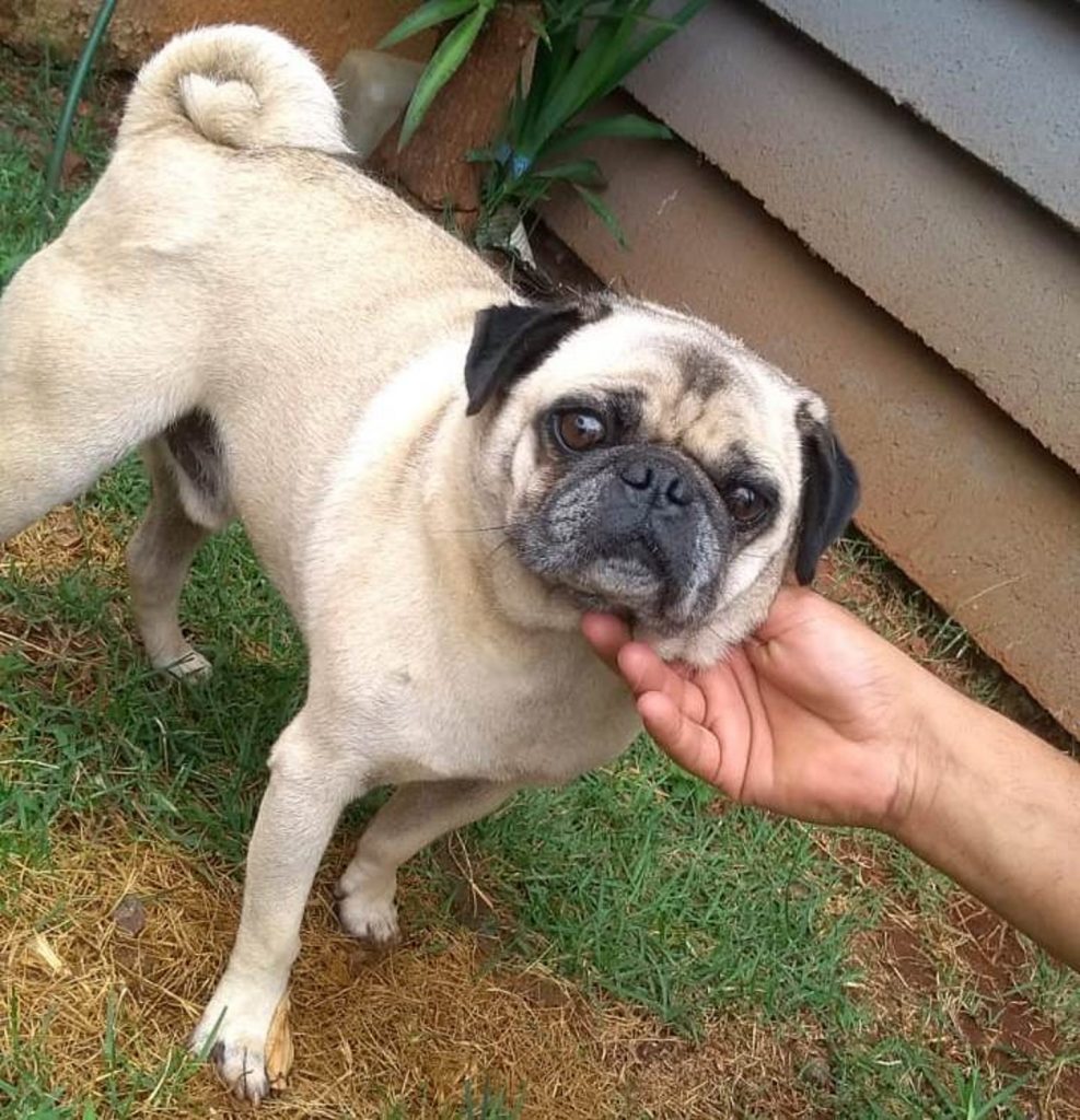 Cãozinho é encontrado na Região do Lago