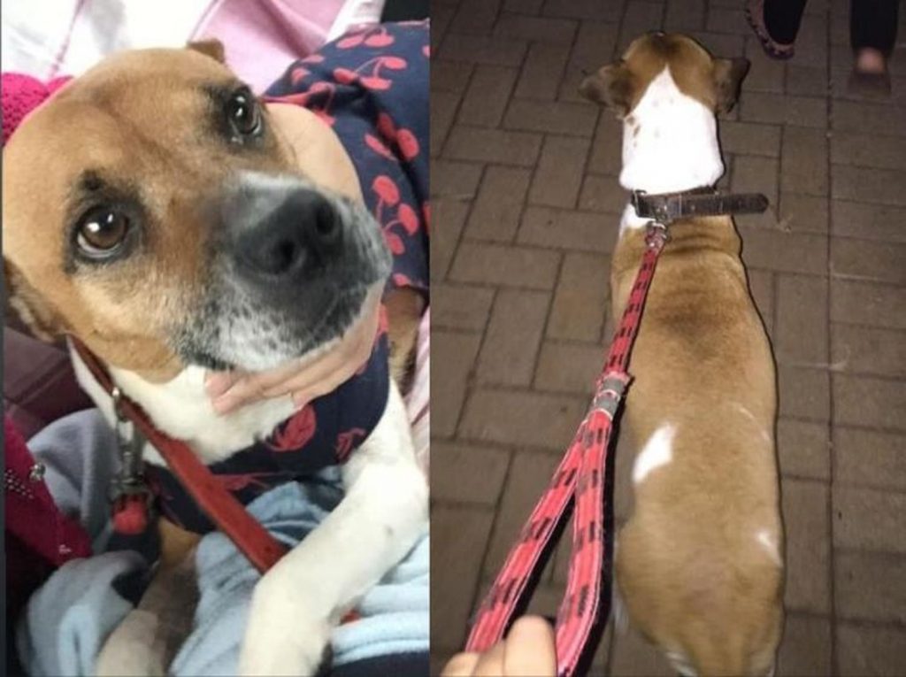 Cachorrinha está desaparecida no Interlagos