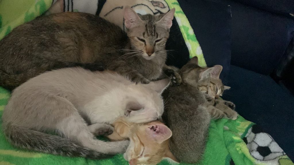 Gatinha e filhotes abandonados precisam de um lar