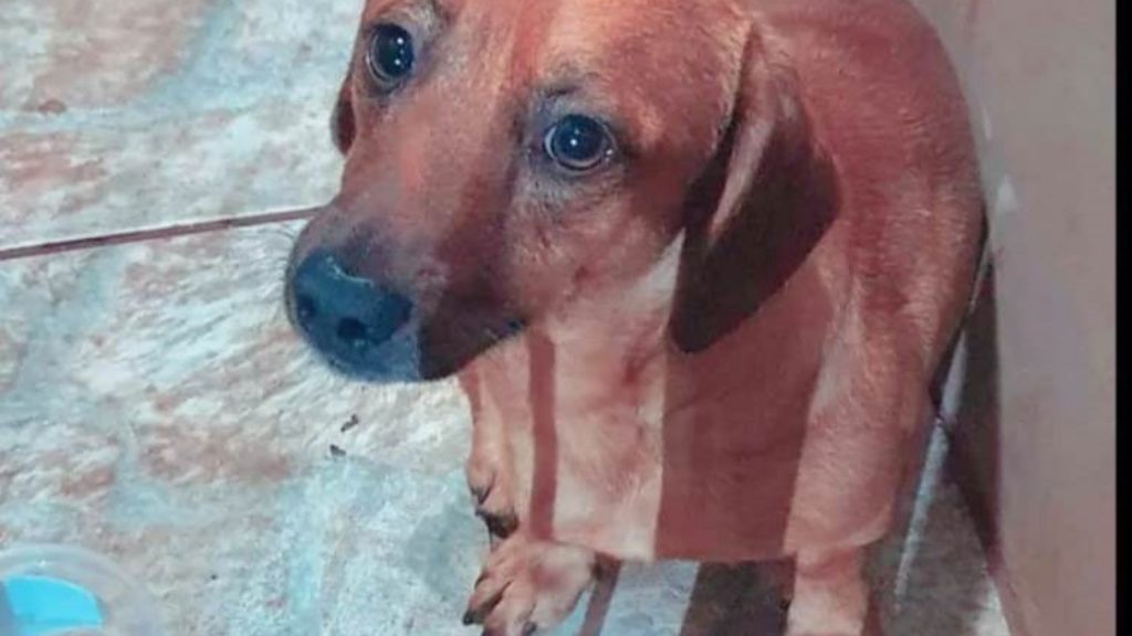 Cãozinho é resgatado no Tropical