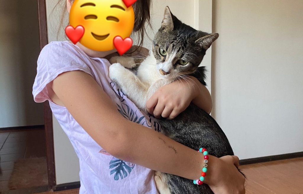 Gato ‘George’ está desaparecido na região do Bairro Brasília