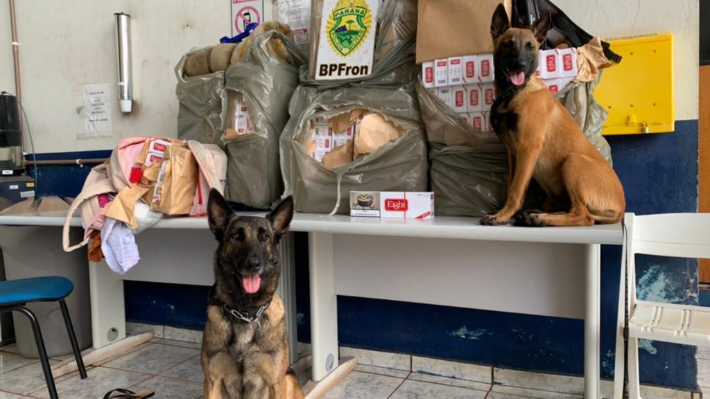 Contrabando: cães do BPFron encontram 260 pacotes de cigarros no guarda volumes da rodoviária de Cascavel