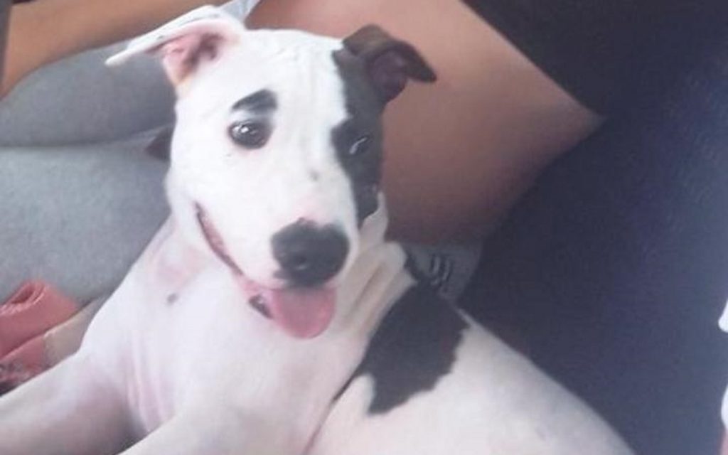 Cão de estimação está desaparecido na região entre o Tarumã e o Conjunto Abelha