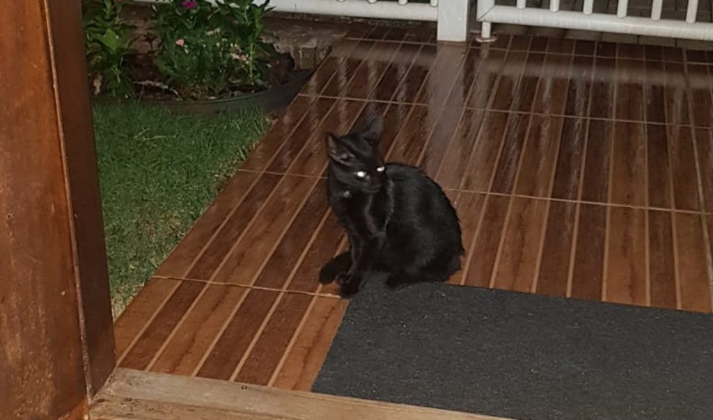 Gato de estimação ‘aparece’ em casa no Bairro Periolo e morador quer devolvê-lo ao dono