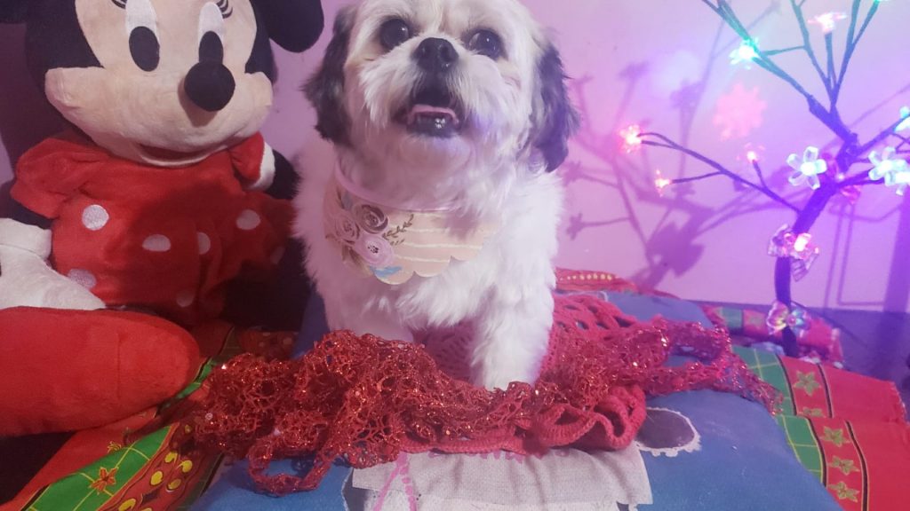 Cachorrinha ‘Emili’ está desaparecida e moradora do Santa Felicidade pede ajuda para encontrá-la