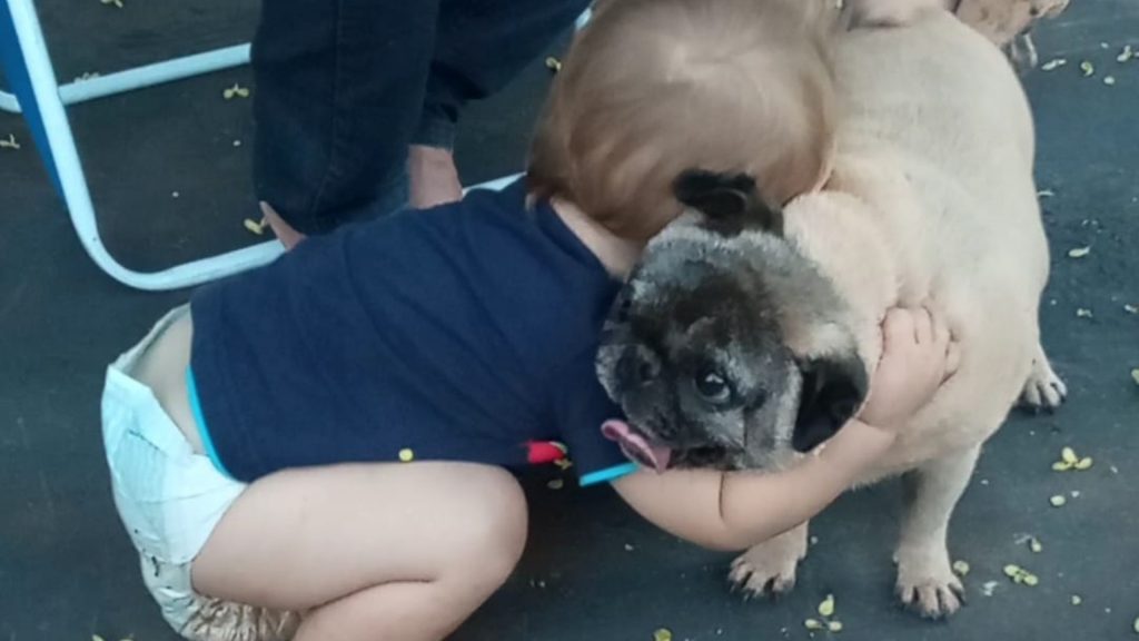 Cachorrinha pug que atende por nome ‘Pig’ está desaparecida no Santa Felicidade; crianças estão sentindo muito a falta do animal