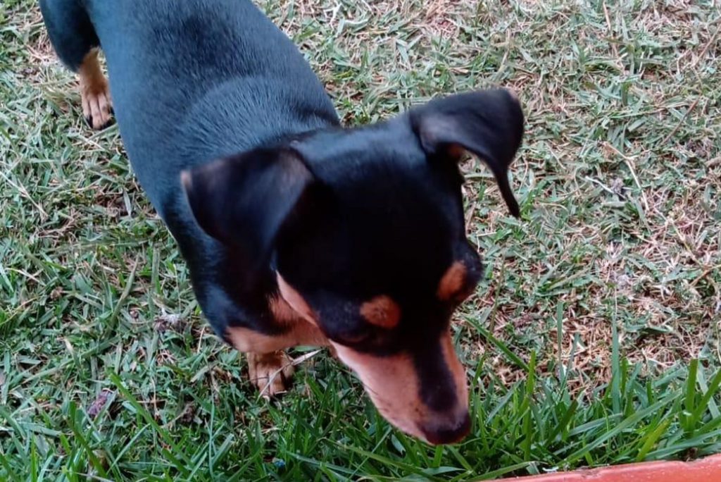 Morador do Santo Onofre pede ajuda para localizar cachorrinha ‘Shakira’ desaparecida
