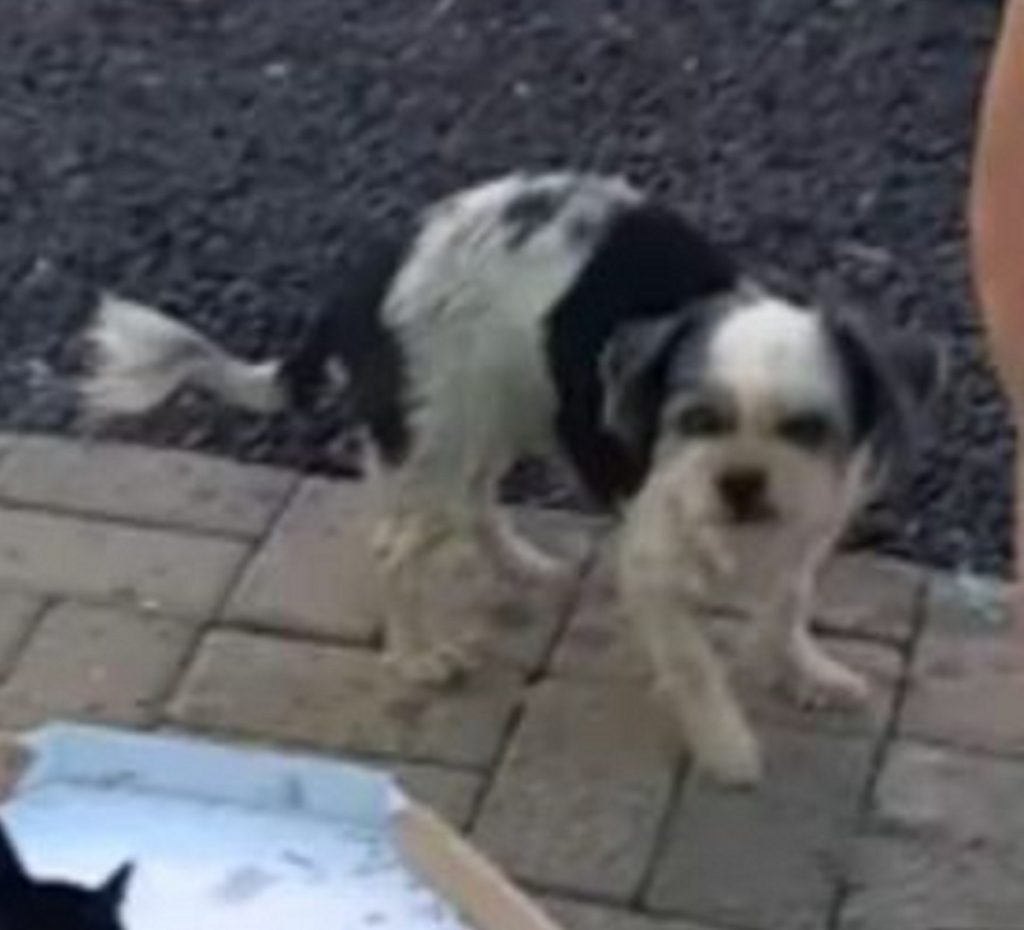 Internauta procura cachorrinha que sumiu na região do Bairro Turisparque, em Cascavel