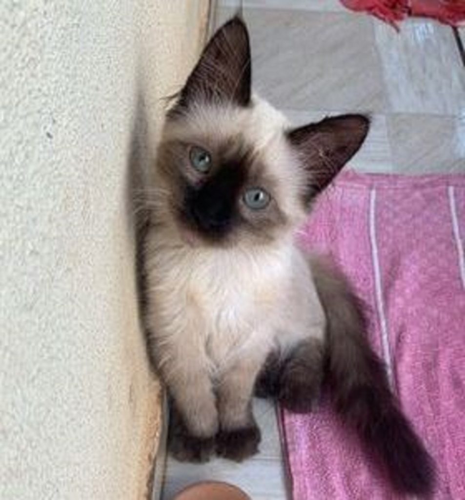 Gatinha Luna desapareceu no Santa Cruz