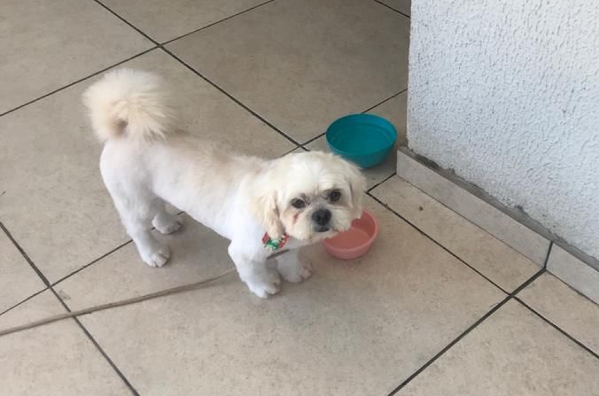 Internautas pedem ajuda para encontrar cachorrinho que desapareceu no dia 01 Imagem referente a Internautas pedem ajuda para encontrar cachorrinho que desapareceu no dia 01