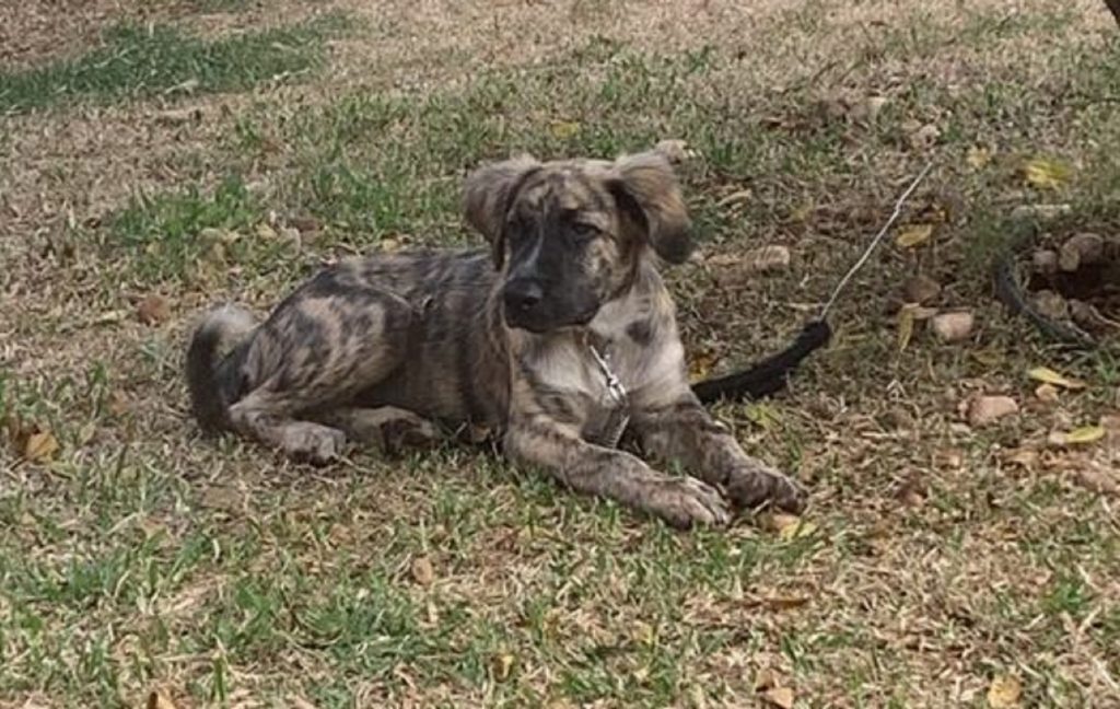 Internauta procura cachorrinha que sumiu perto do Colégio Estadual Professor Emanuel Abrozino