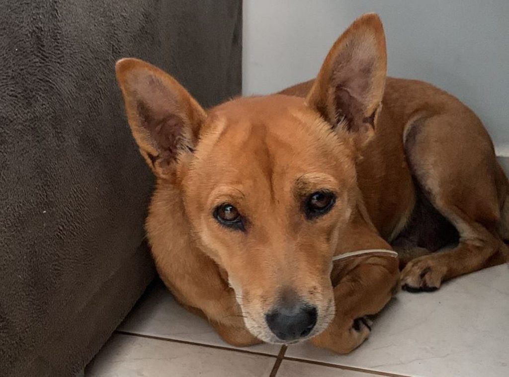 Cachorro com coleira é encontrado próximo ao Shopping JL