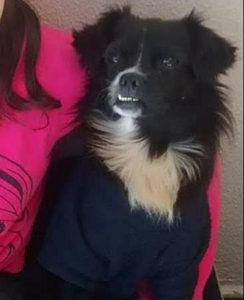 Cachorro Pretinho está desaparecido em Cascavel
