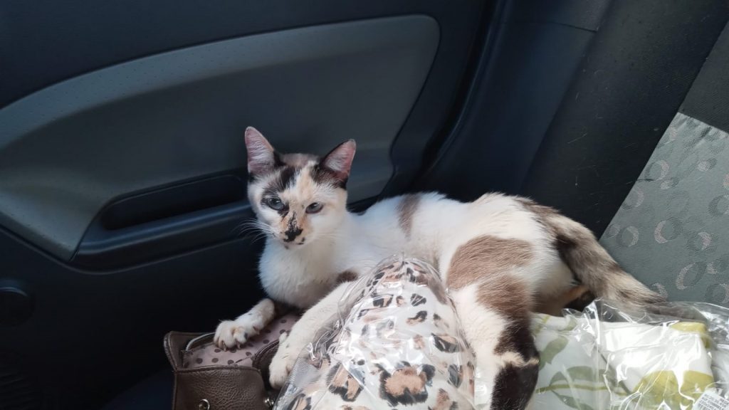 Gatinha ‘Estrela’ está desaparecida na região do Bairro Morumbi e moradora pede ajuda para encontrá-la
