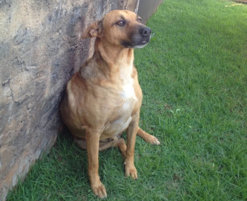 Cachorro ‘Bob’ está desaparecido na região do Bairro Claudete