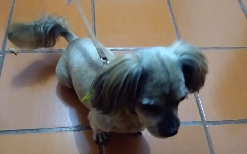 Cachorrinho ‘aparece’ em casa no Guarujá e moradora quer devolvê-lo ao dono
