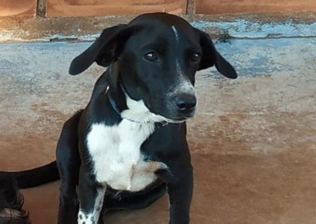 Cachorrinha ‘Latina’ está desaparecida desde o Réveillon; ela escapou na região do Claudete