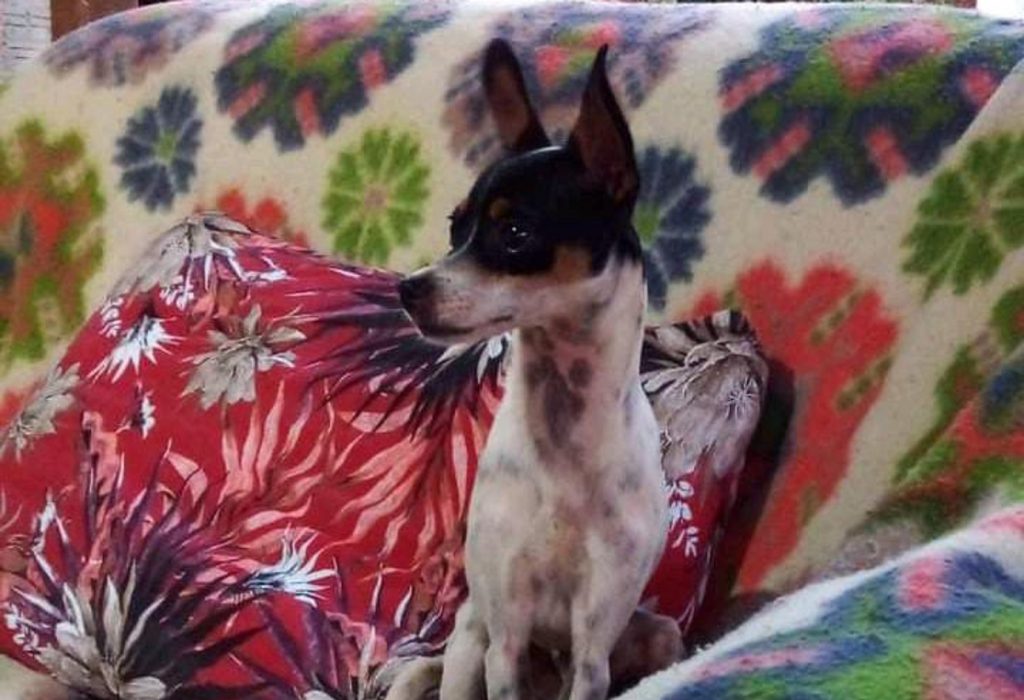 Cãozinho ‘Tobi’ está desaparecido na região do Bairro Pacaembu