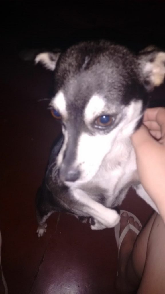 Cachorrinho Gru sumiu na região do Cascavel Velho