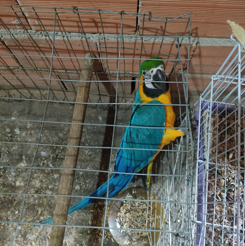 Dez aves silvestres e uma exótica que eram mantidas em cativeiro são resgatadas em Caieiras