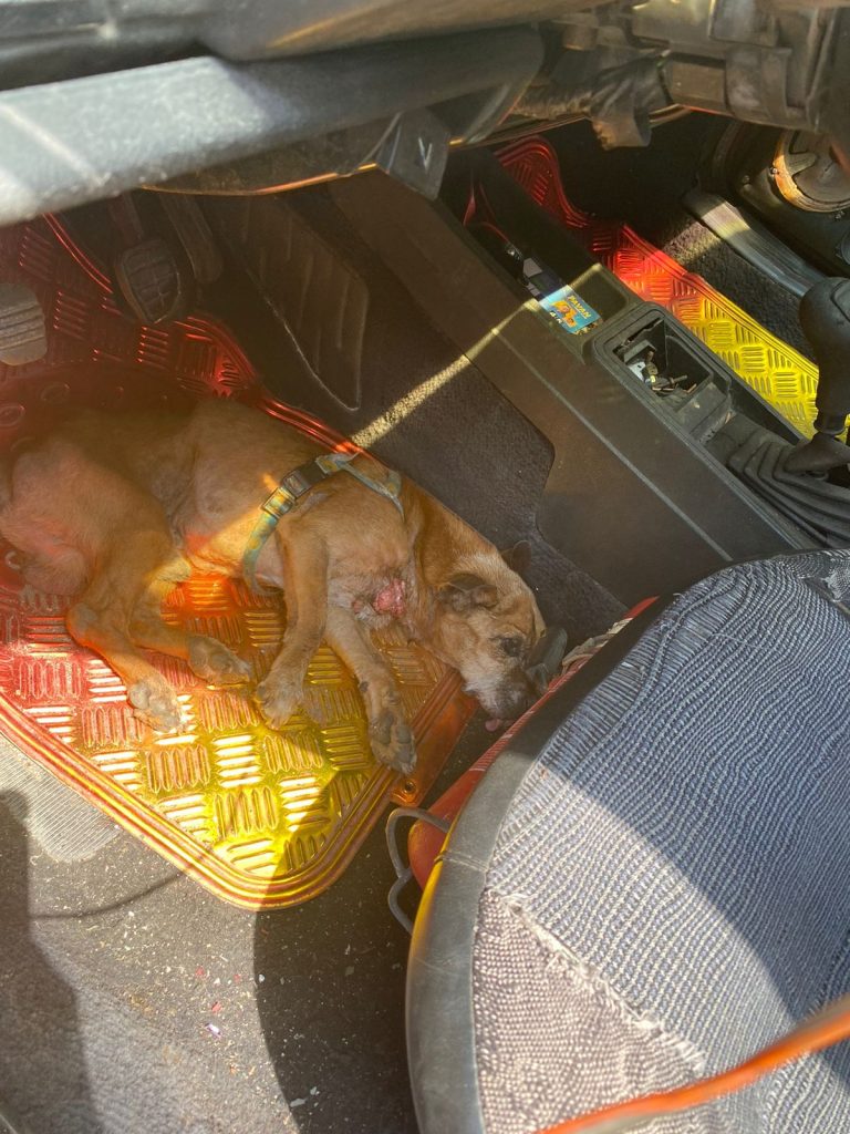 Diretoria de Bem-Estar Animal atende denúncia de animal abandonado e em situação de maus-tratos