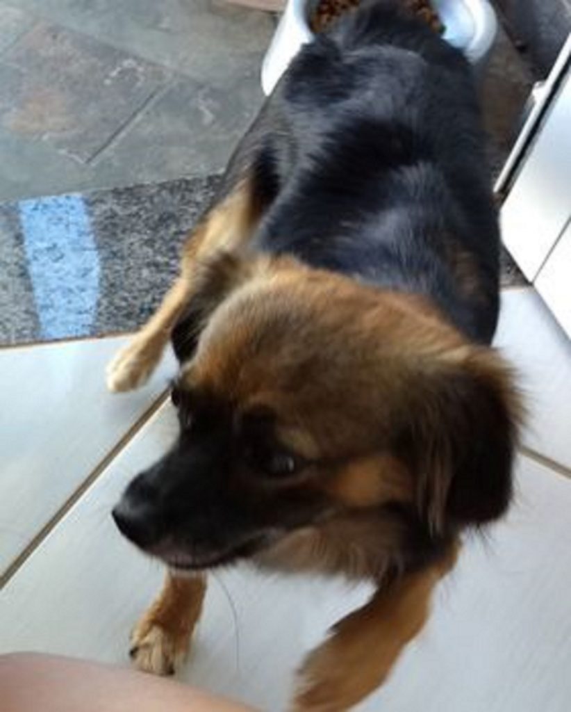 Cachorrinho sumiu no Periolo