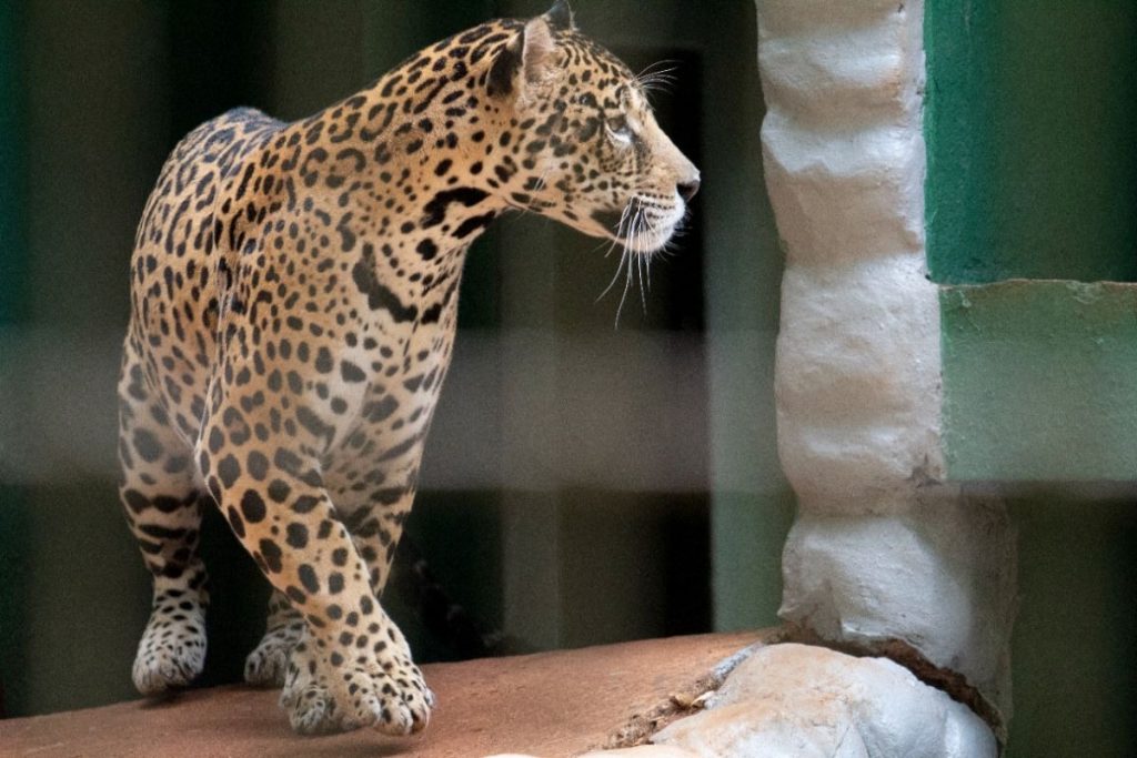 Quase 20 mil pessoas comparecem no Zoo no final de ano