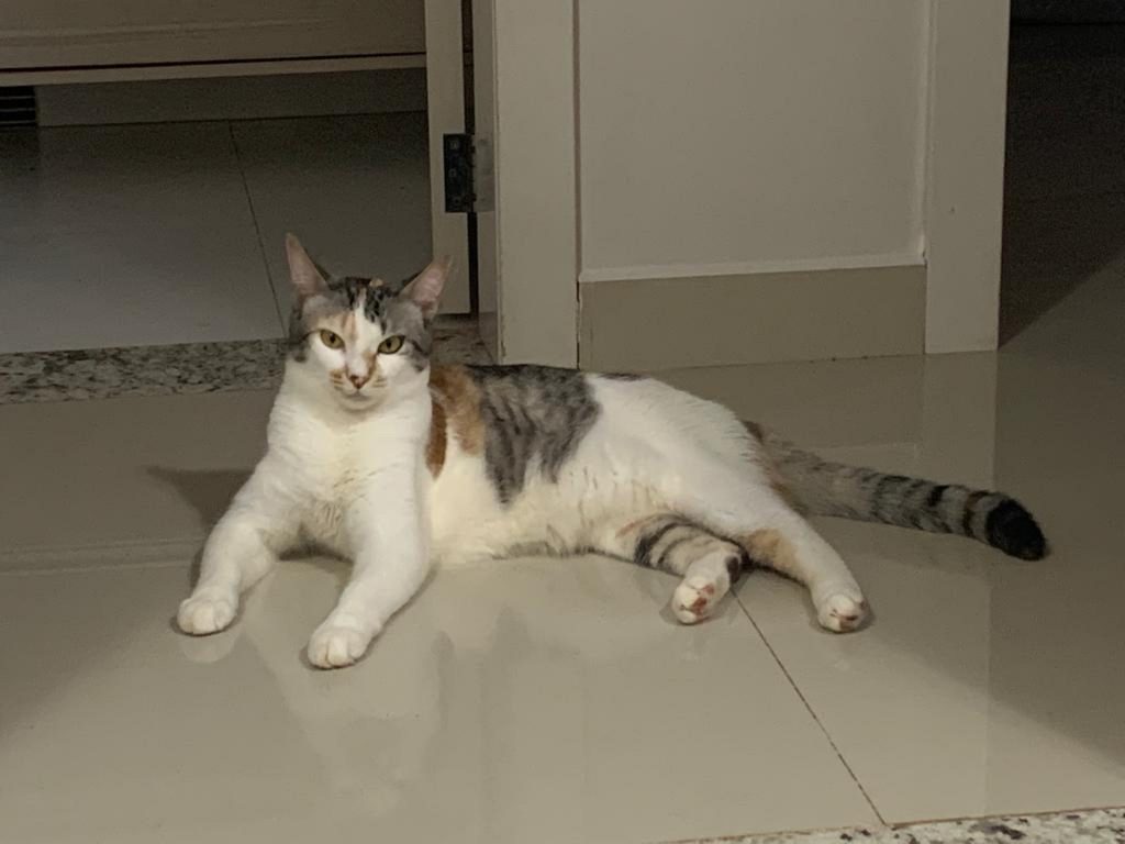Gatinha Catarina desapareceu na região central