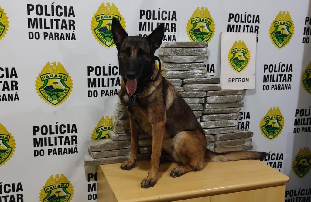 BPFron detém passageiro de ônibus que transportava 42 tabletes de maconha em Cascavel