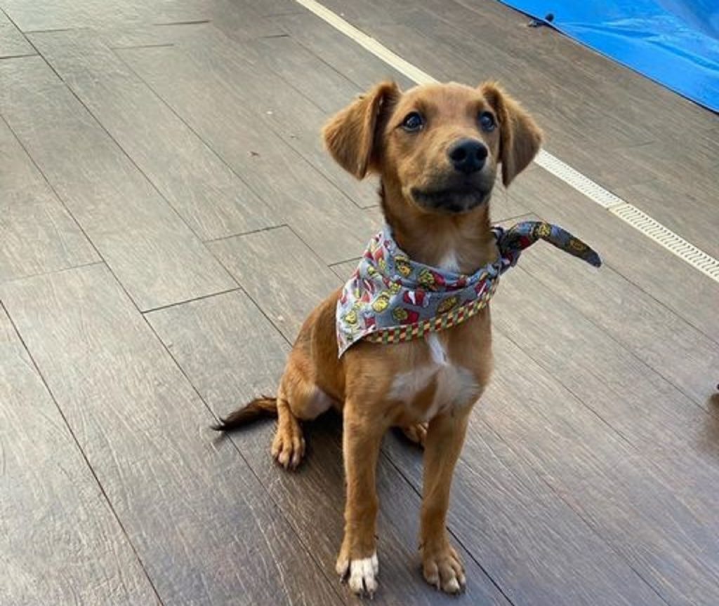 Cachorrinho é encontrado no Bairro Santa Cruz e internauta deseja devolvê-lo ao dono