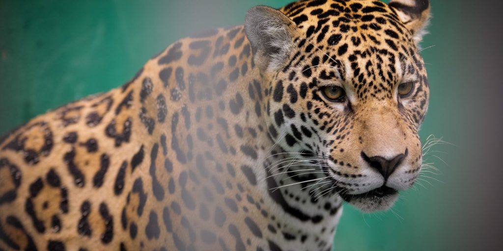 Zoo pode adquirir R$ 665 mil em carne, frango, peixes e miúdos para alimentar animais