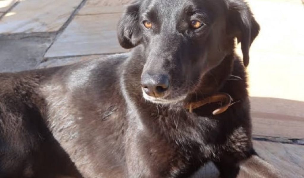 Cachorra de estimação está desaparecida no Bairro Cancelli