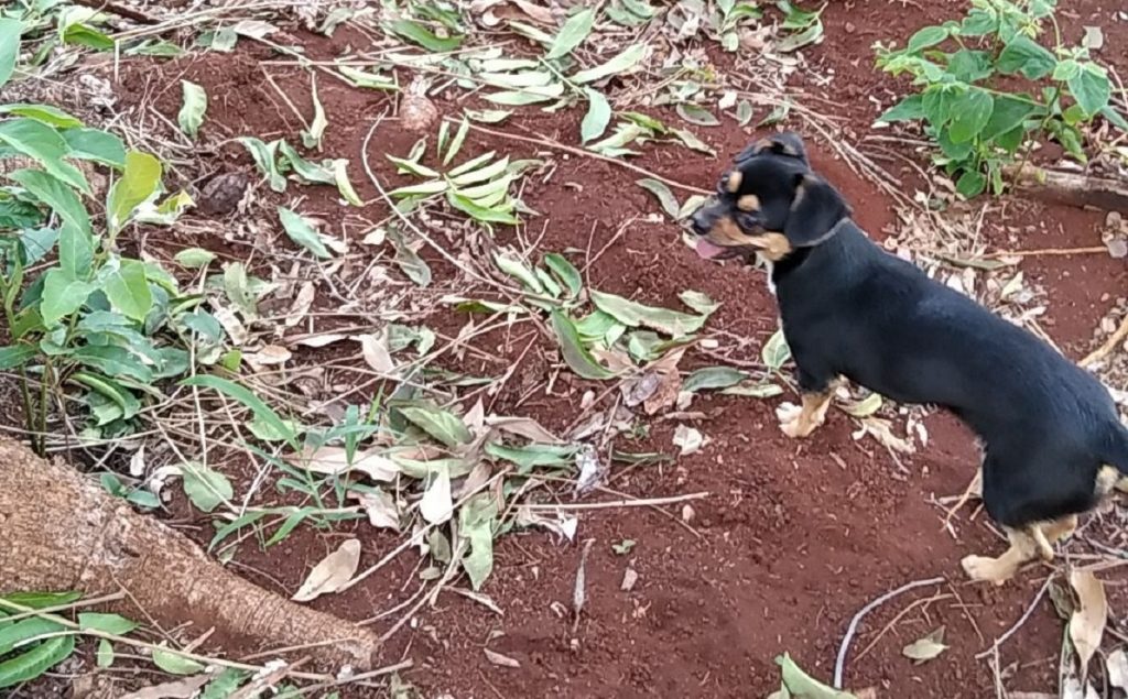 Cachorrinha “Molly” está desaparecida no Bairro Claudete
