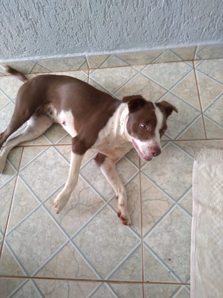 Internauta procura alguém possa adotar cachorra encontrada em rodovia