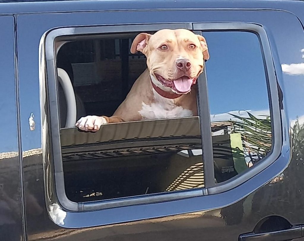 Internauta procura por cachorra pitbull que fugiu na região da linha Peroba