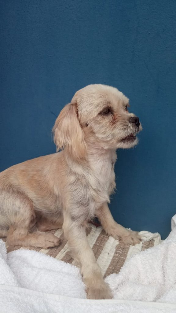 Internauta tenta localizar dono de cachorrinha