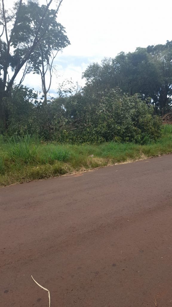 Populares cortam árvores em área de preservação e moradores denunciam tal atitude no Jardim Alvorada