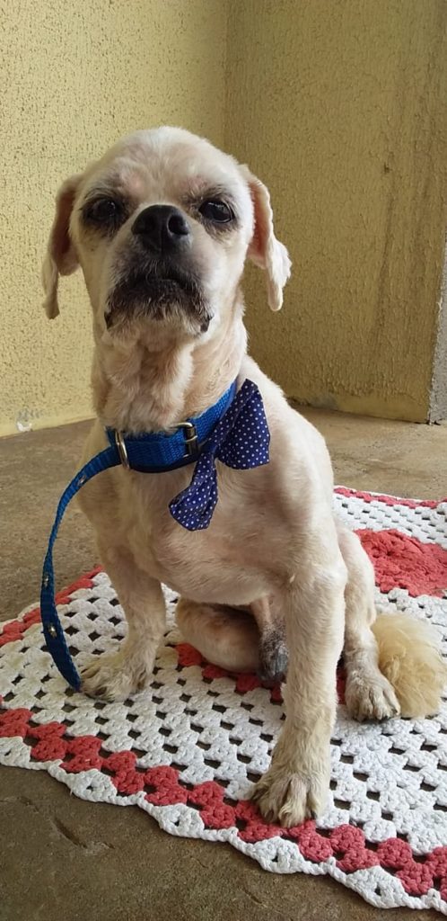 Internauta procura dono de cãozinho; animal foi encontrado na Av. Tancredo Neves