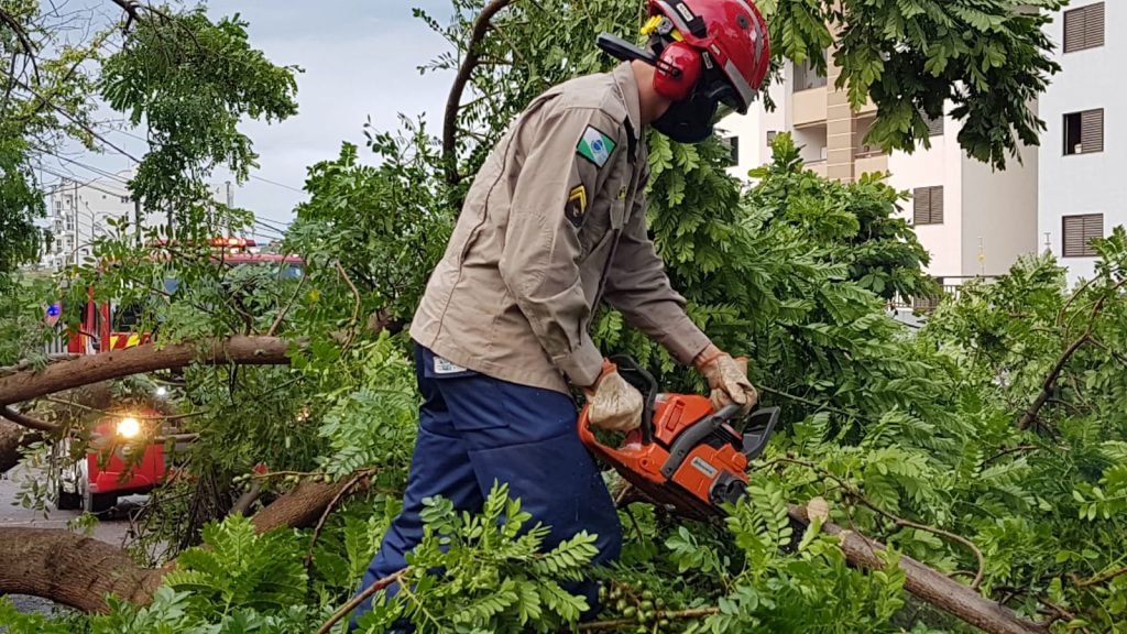 Árvore de grande porte cai e dá trabalho ao Corpo de Bombeiros no Centro
