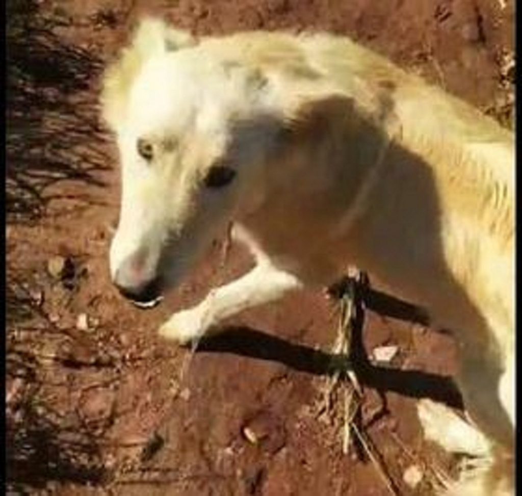 Cachorro sumiu no Pioneiros Catarinenses