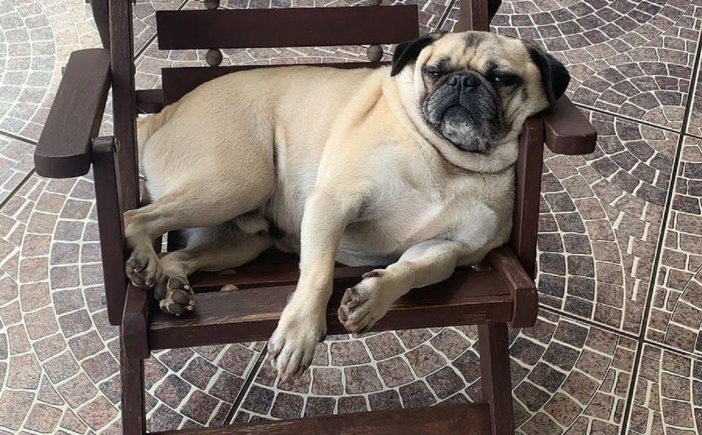 Cachorro sumiu no Nova York