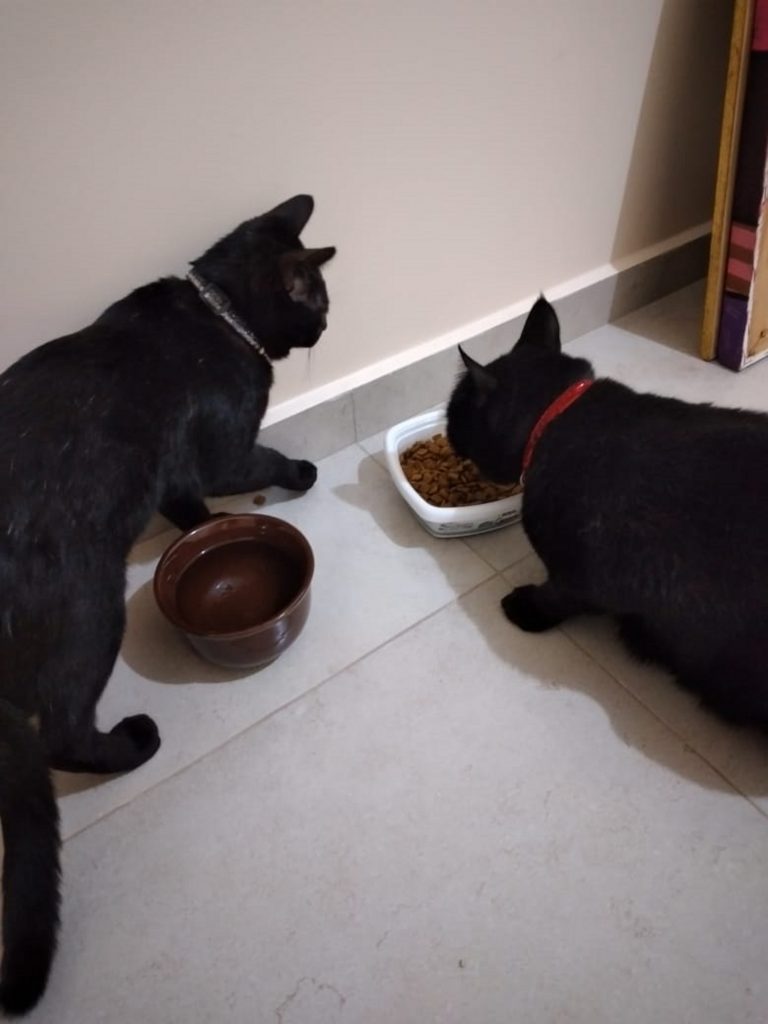 Internauta encontra dois gatos e procura pelos donos dos animais