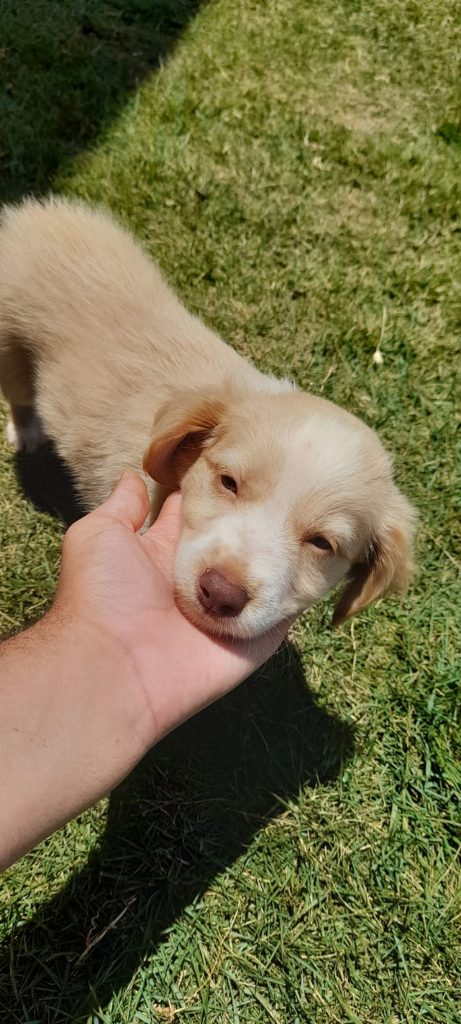 Internauta procura cachorrinha que sumiu na região do Bairro Guarujá, em Cascavel