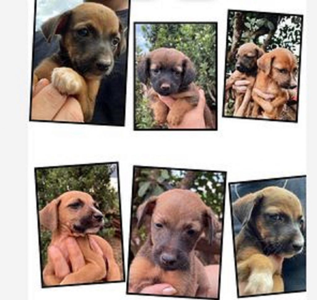 Sete cachorrinhos estão disponíveis à adoção