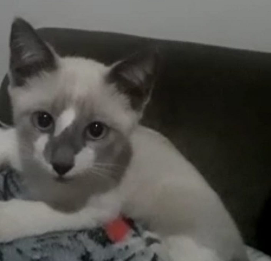 Gatinho Theo sumiu no Clarito