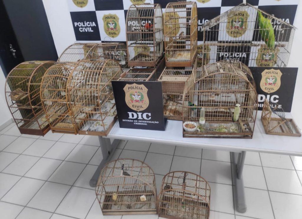 Polícia Civil apreende animais silvestres e indicia suspeito por crime ambiental em Joinville