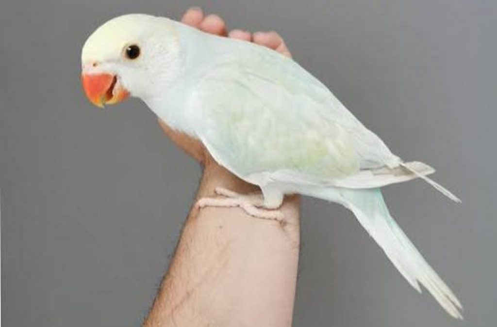Moradora do Coqueiral oferece recompensa a quem localizar e devolver ring neck desaparecido