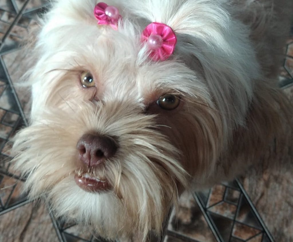 Cachorrinha da raça lhasa apso está desaparecida na região do Bairro Clarito